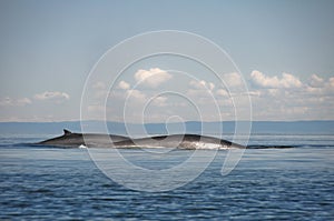 Fin whales, St Lawrence river, Quebec (Canada)