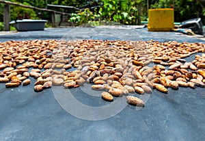 Cacao Beans Drying, Amazon rainforest, Ecuador photo