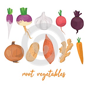 Collection of various hand drawn, colorful root vegetables, isolated on a white background.