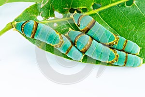 Final instar caterpillar of banded swallowtail butterfly on leaf photo