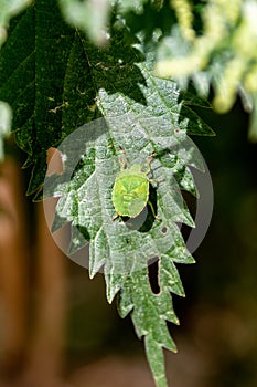 Green shield bug on a leaf photo