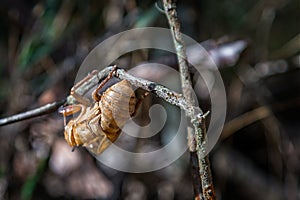 Final moult of a Yellow Monday Cicada