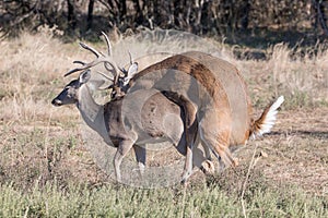 Final phase of whitetail reproduction