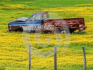 Final Resting Place - Junked Pickup in Field of Flowers