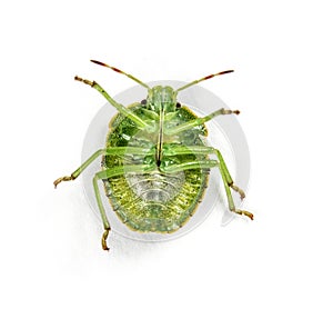 Final-stage nymph of a Green Shield bug, insect