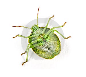 Final-stage nymph of a Green Shield bug, insect