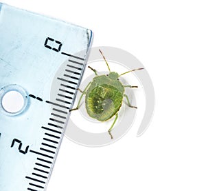 Final-stage nymph of a Green Shield bug, insect