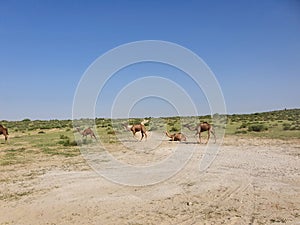 So finally the camel are out for walk..