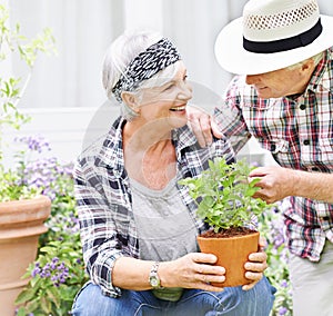 We finally have time to garden. A happy senior couple busy gardening in their back yard.