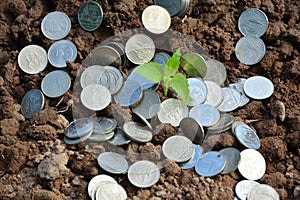 Finance stack coins around the green plant on soil and nature background