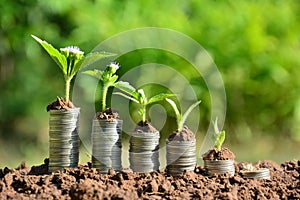 Finance stack coins and the green plant on soil and nature background