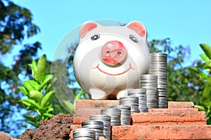 Finance stack coins and piggy bank on nature background
