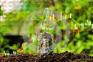 Financial investment concept, Stock graphs are rising. a full coin, The tree is growing