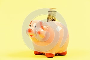 Financial wellbeing. Piggy bank pink pig stuffed dollar banknote cash. Save money. Economics and finance. Credit concept