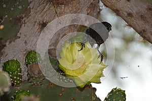 Finch Bird on Cactus Flower