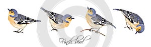 Finch bird illustrations set photo