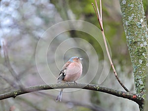 Finch bird, Lithuania