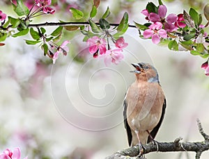 Finch bird sings in a blooming spring garden on a branch of a pink apple tree