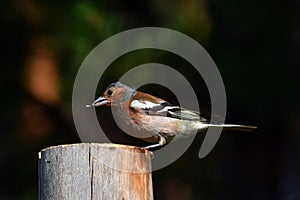 Finch bird sits on woooden post and eats seed