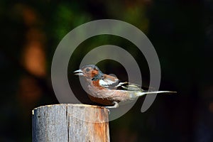 Finch bird sits on woooden post in the spring garden