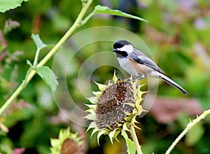 Bird Black capped chickadee