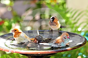 Finch birds in bird bath