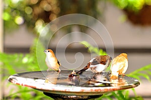 Finch birds in birdbath, Florida