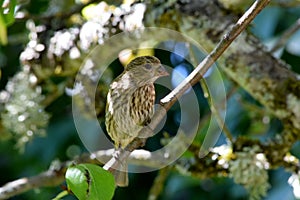 Brown Striped House Finch on Branch 05 photo