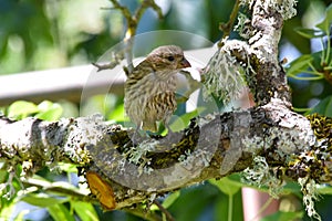 Brown Striped House Finch on Branch 13 photo
