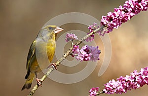 Finch on daphne photo