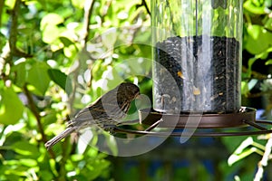 House Finch at Feeder 01 photo