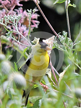 Finch in the flowers