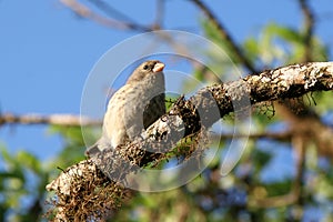 Finch, Galapagos