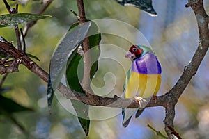 Finch gouldian