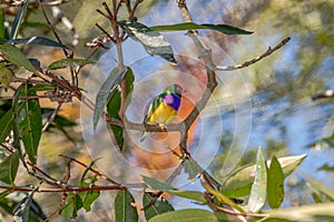 Finch gouldian from Australia