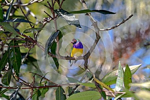 Finch gouldian from Australia