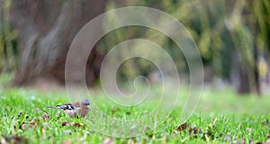 Finch on a green grass