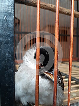 A finch greeted from inside the cage