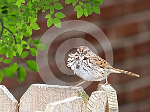 Finch perched on a fence with itâ€™s feathers fluffed out