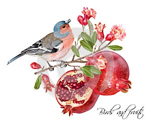 Finch pomegranate card