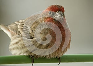 A Finch Poses with a Dirty Face