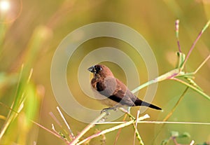 Finch - The scaly-breasted munia or spotted munia Lonchura punctulata