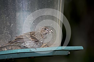 Finch with seed remnants on beak