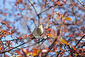Finch sings on a branch of apple.