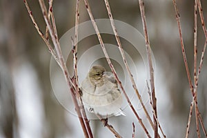 Finch sits on a branch in winter