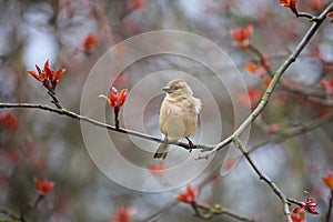 Finch sitting on a branch of apple.