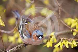 Finch sitting on a branch forsythia.