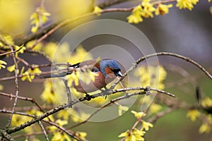 Finch sitting on a branch forsythia.