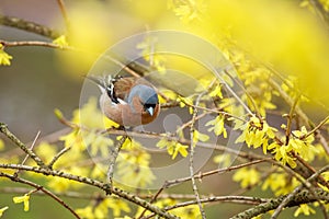 Finch sitting on a branch forsythia.