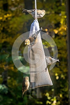 A finch sock filled with thistle seeds, attract finches